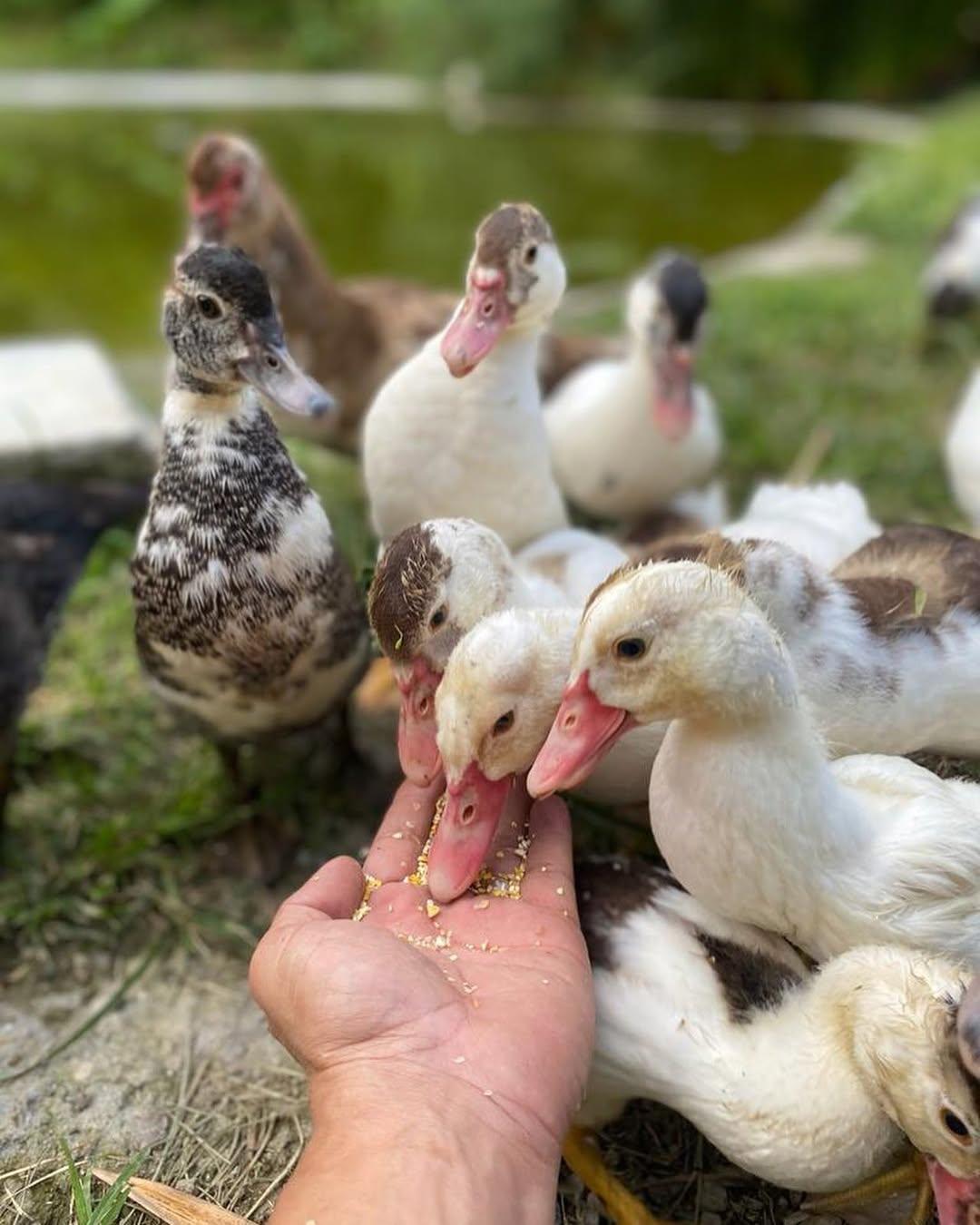 Animalitos para fotografiar